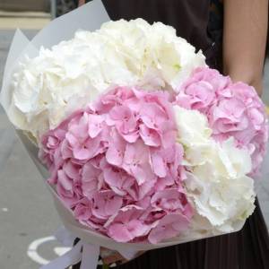 Букет из 5 белых и розовых гортензий