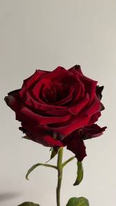 Роза 70 см (Эквадор)