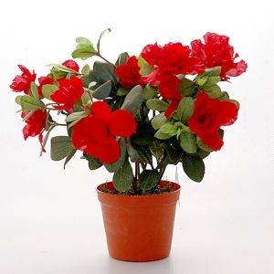 Комнатный цветок Азалия