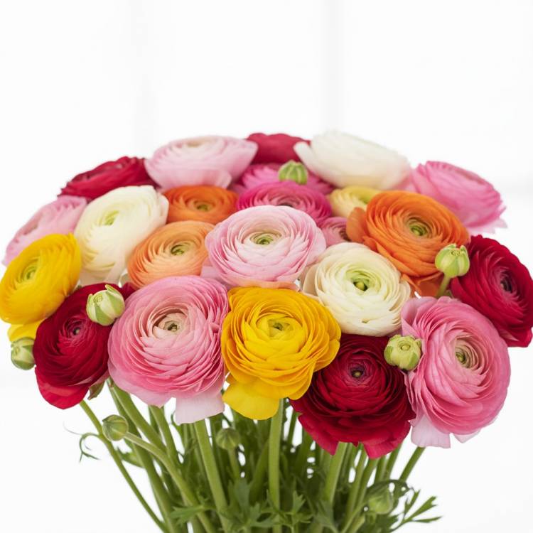 Ранункулюсы