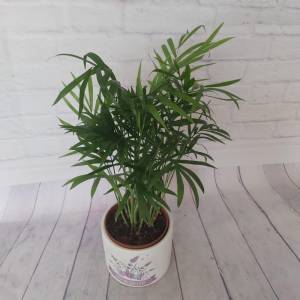 Пальма Хамедорея