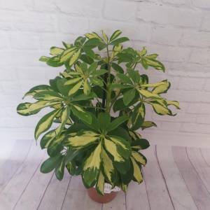 Цветок Шефлера