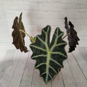 Цветок Алоказия